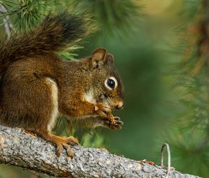 Preview wallpaper squirrel, branch, lunch