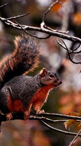 Preview wallpaper squirrel, branch, sit, fall