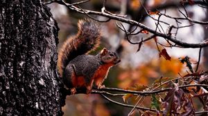 Preview wallpaper squirrel, branch, sit, fall