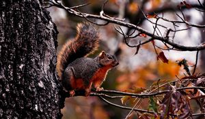 Preview wallpaper squirrel, branch, sit, fall