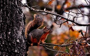 Preview wallpaper squirrel, branch, sit, fall