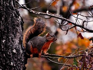 Preview wallpaper squirrel, branch, sit, fall
