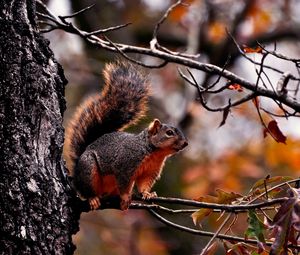 Preview wallpaper squirrel, branch, sit, fall