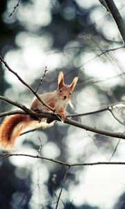 Preview wallpaper squirrel, branch, sitting, small animal, hide
