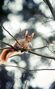 Preview wallpaper squirrel, branch, sitting, small animal, hide