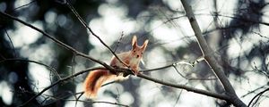 Preview wallpaper squirrel, branch, sitting, small animal, hide
