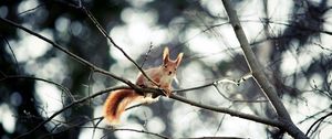 Preview wallpaper squirrel, branch, sitting, small animal, hide