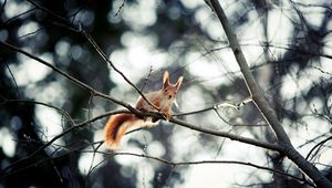 Preview wallpaper squirrel, branch, sitting, small animal, hide