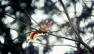 Preview wallpaper squirrel, branch, sitting, small animal, hide