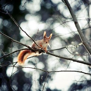 Preview wallpaper squirrel, branch, sitting, small animal, hide