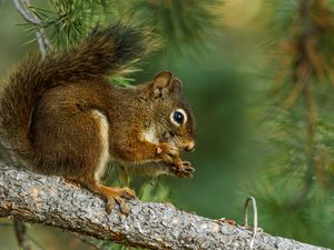 Preview wallpaper squirrel, branch, spruce, animal