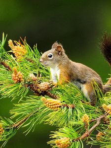 Preview wallpaper squirrel, branch, tail, sitting