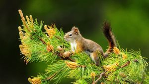 Preview wallpaper squirrel, branch, tail, sitting