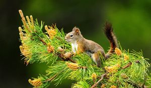 Preview wallpaper squirrel, branch, tail, sitting