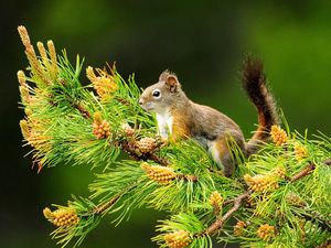 Preview wallpaper squirrel, branch, tail, sitting