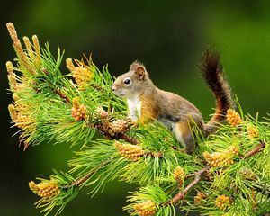 Preview wallpaper squirrel, branch, tail, sitting