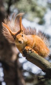 Preview wallpaper squirrel, branch, tree, wildlife