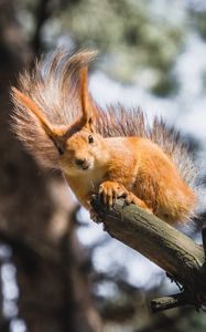 Preview wallpaper squirrel, branch, tree, wildlife