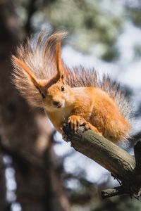 Preview wallpaper squirrel, branch, tree, wildlife