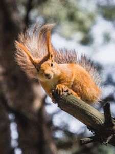 Preview wallpaper squirrel, branch, tree, wildlife