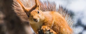 Preview wallpaper squirrel, branch, tree, wildlife