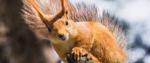 Preview wallpaper squirrel, branch, tree, wildlife