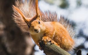 Preview wallpaper squirrel, branch, tree, wildlife