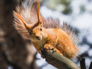 Preview wallpaper squirrel, branch, tree, wildlife