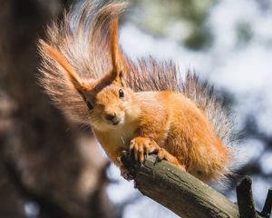 Preview wallpaper squirrel, branch, tree, wildlife