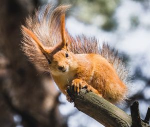 Preview wallpaper squirrel, branch, tree, wildlife