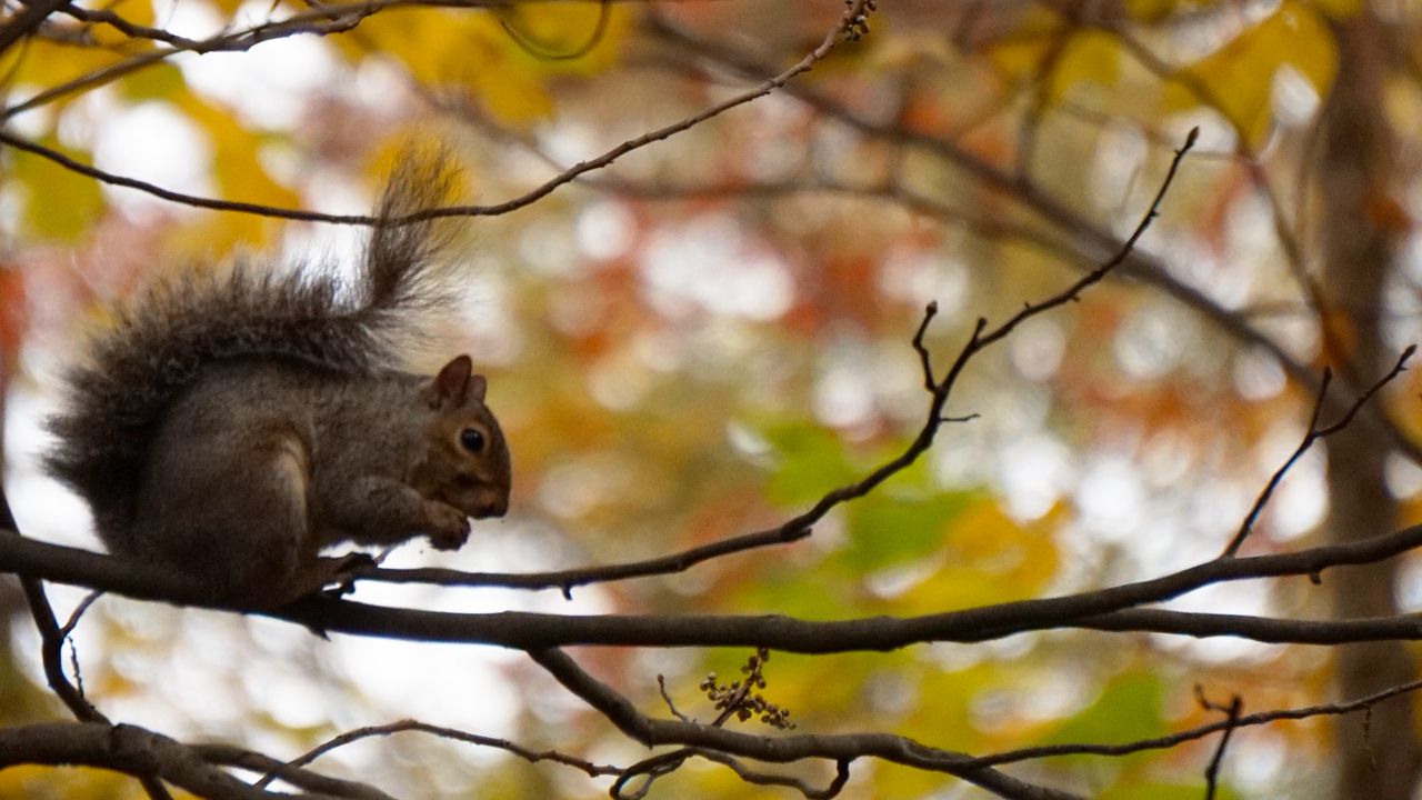 Wallpaper squirrel, branches, rodent, autumn, blur