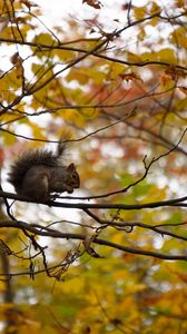 Preview wallpaper squirrel, branches, rodent, autumn, blur