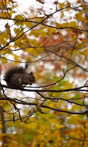 Preview wallpaper squirrel, branches, rodent, autumn, blur