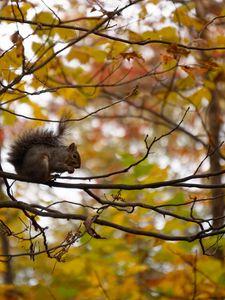 Preview wallpaper squirrel, branches, rodent, autumn, blur