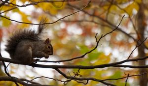 Preview wallpaper squirrel, branches, rodent, autumn, blur