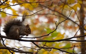 Preview wallpaper squirrel, branches, rodent, autumn, blur