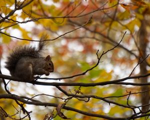 Preview wallpaper squirrel, branches, rodent, autumn, blur