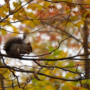 Preview wallpaper squirrel, branches, rodent, autumn, blur