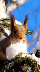 Preview wallpaper squirrel, branches, snow, pine, animal