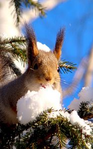 Preview wallpaper squirrel, branches, snow, pine, animal