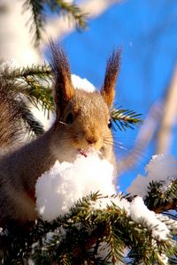 Preview wallpaper squirrel, branches, snow, pine, animal