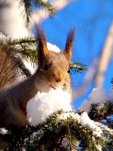 Preview wallpaper squirrel, branches, snow, pine, animal