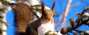 Preview wallpaper squirrel, branches, snow, pine, animal