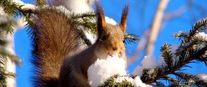 Preview wallpaper squirrel, branches, snow, pine, animal