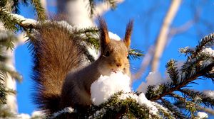 Preview wallpaper squirrel, branches, snow, pine, animal