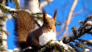 Preview wallpaper squirrel, branches, snow, pine, animal