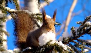 Preview wallpaper squirrel, branches, snow, pine, animal