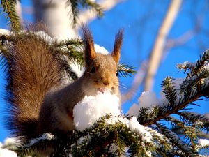 Preview wallpaper squirrel, branches, snow, pine, animal