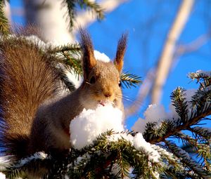 Preview wallpaper squirrel, branches, snow, pine, animal