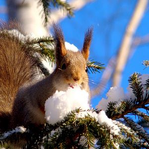 Preview wallpaper squirrel, branches, snow, pine, animal